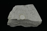 藏品(L型管狀獵食痕化石)的圖片